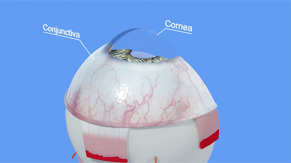 Northpoint Eye Care - Eye Anatomy - Part 1